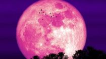 La Luna de Fresa es la primera Luna Llena del año y está cargada de simbolismo. La Luna de Fresa es la primera Luna Llena del año y está cargada de simbolismo.