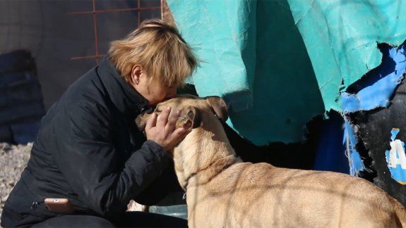 Restituirán dos perros a una proteccionista tras una disputa entre vecinos