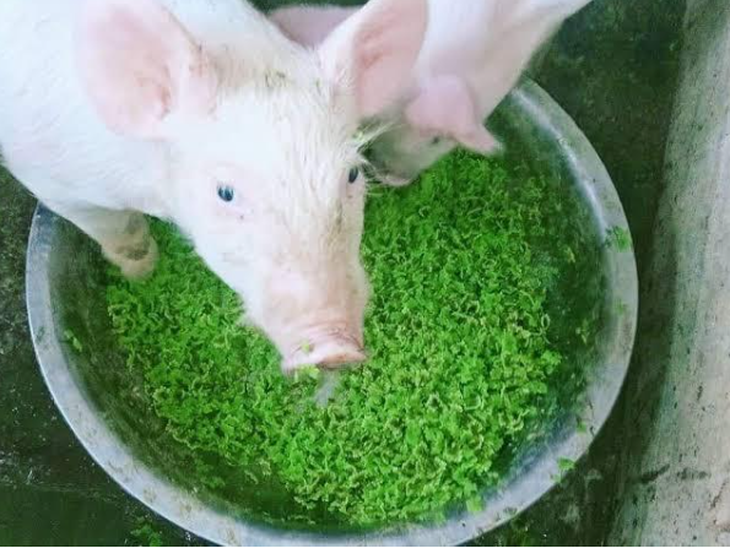 Reduce la dependencia de la soja y el maíz, abaratando los costos de producción de alimentos para animales. Reduce la dependencia de la soja y el maíz, abaratando los costos de producción de alimentos para animales.