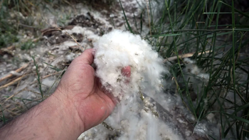 ¿hasta cuando van a invadir neuquen las pelusas de los alamos? ¿hasta cuando van a invadir neuquen las pelusas de los alamos?
