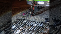 Secuestraron truchas en un operativo contra la pesca ilegal. Secuestraron truchas en un operativo contra la pesca ilegal.