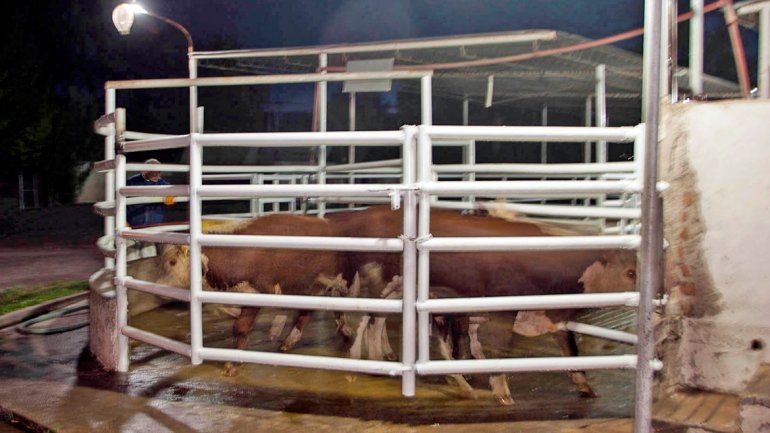 Senasa clausuró el matadero y Provincia habilitó el tránsito local.