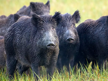 brasil en alerta: el javaporco ya amenaza cultivos y biodiversidad