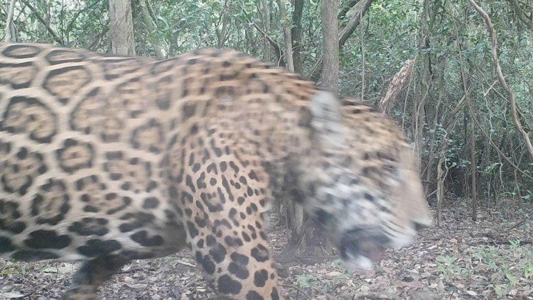 Tras 11 años, apareció un yaguareté en el Parque Río Pilcomayo