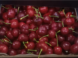 La demanda de cerezas es muy alta en esta época y caso no hay oferta, de ahí estos precios. La demanda de cerezas es muy alta en esta época y caso no hay oferta, de ahí estos precios.