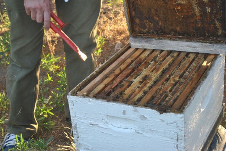 Zapala busca potenciar a los productores apícolas y apicultores.