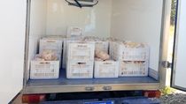 Se venderán 280 pollos de 3 kilos.