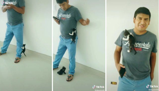 TikTok: un gato se vuelve viral por trepar a su dueño
