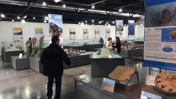 el museo de zapala sumo 15.000 piezas paleontologicas el museo de zapala sumo 15.000 piezas paleontologicas