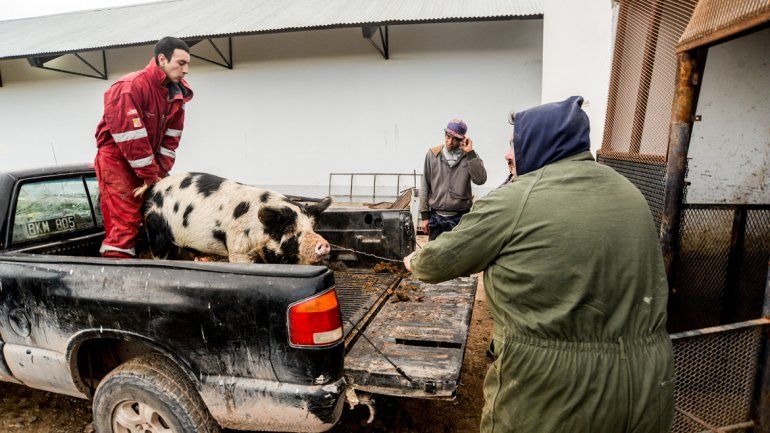 Un cerdo camino a la planta de faenamiento y de ahí a la cámara frigorífica. Alejando Benítez
