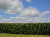 FOTO ARCHIVO: Las nubes se ciernen sobre un campo de maíz en Dubuque, Iowa, Estados Unidos. 26 de julio, 2018. REUTERS/Joshua Lott/Archivo