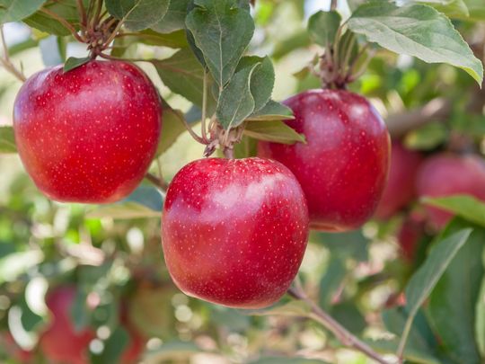 La manzana argentina cerró 2025 con más volumen exportado y mejores precios, con Brasil concentrando casi la mitad de las colocaciones externas.