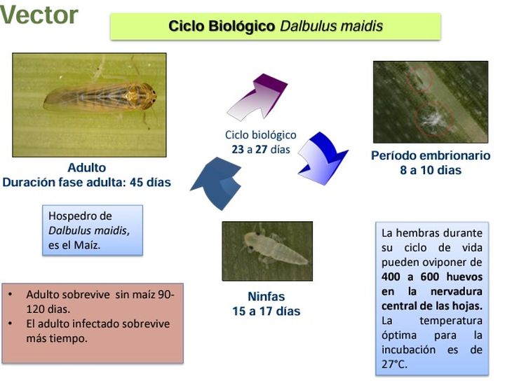 El ciclo biológico de la chicharrita. El ciclo biológico de la chicharrita.