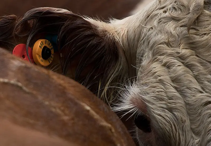 Cada vaca en Uruguay debe estar identificada con etiquetas en sus orejas, conocidas como caravanas. Foto: AFP Cada vaca en Uruguay debe estar identificada con etiquetas en sus orejas, conocidas como caravanas. Foto: AFP