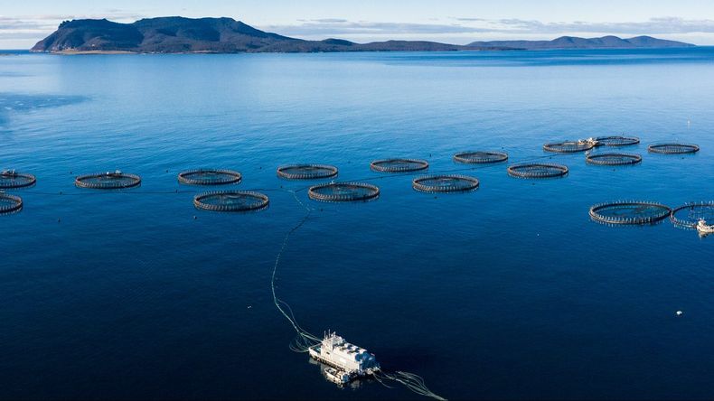 Más de 5.500 toneladas de salmones muertos en Tasmania generan alarma