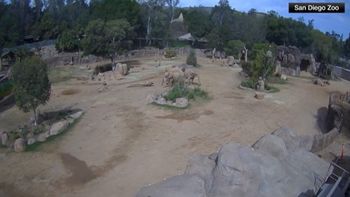 Los elefantes tienen la capacidad única de percibir sonidos a través de sus patas Los elefantes tienen la capacidad única de percibir sonidos a través de sus patas