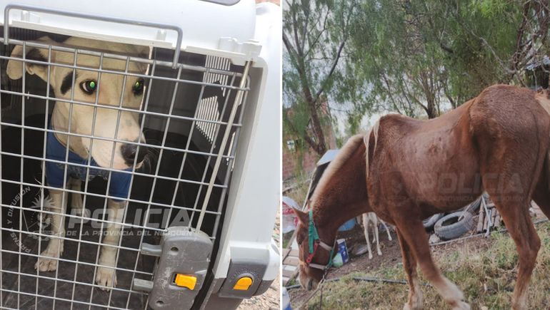 Denuncian dos casos de maltrato animal.
