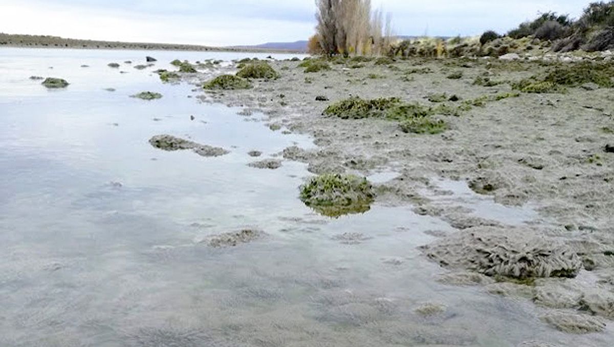 Investigan avance de alga invasora que amenaza a la región