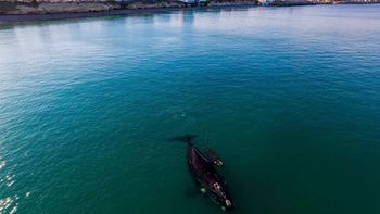 Una ballena nadando junto a su cría en Las Grutas fue captada por un fotógrafo (Foto: Maxi Cartes). Una ballena nadando junto a su cría en Las Grutas fue captada por un fotógrafo (Foto: Maxi Cartes).