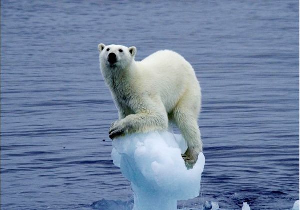 Cayó un 40% la población de osos polares en el Ártico