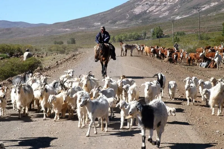 Los perros vinieron para darle una solución natural a una batalla por la supervivencia. Foto: gentileza Los perros vinieron para darle una solución natural a una batalla por la supervivencia. Foto: gentileza