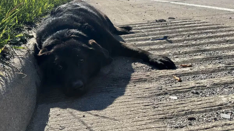 Perra fue atropellada en una autopista y cuando los rescatistas llegaron, encontraron algo inesperado