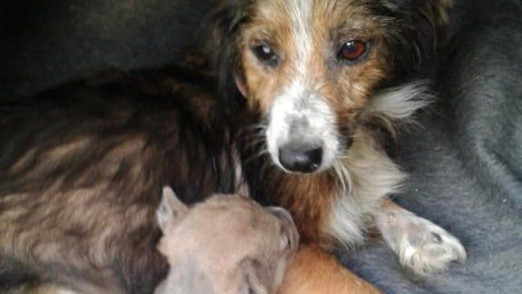 Salvaron a un perrito de morir asfixiado adentro de una bolsa 