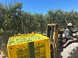 Valle Medio ingresa en plena actividad con la pera Williams en su punto justo. Valle Medio ingresa en plena actividad con la pera Williams en su punto justo.