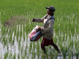 Un informe de ONU Comercio y Desarrollo (UNCTAD) advierte sobre el impacto en costos, producción y abastecimiento agrícola. Un informe de ONU Comercio y Desarrollo (UNCTAD) advierte sobre el impacto en costos, producción y abastecimiento agrícola.