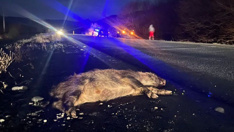 Desde Salud alertan por dos casos positivos de triquinosis