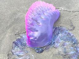 Fragata portuguesa, una especie de medusa que, en contacto con la persona puede llegar a sufrir problemas respiratorios, preocupa a los turistas de Punta del Este. Fragata portuguesa, una especie de medusa que, en contacto con la persona puede llegar a sufrir problemas respiratorios, preocupa a los turistas de Punta del Este.