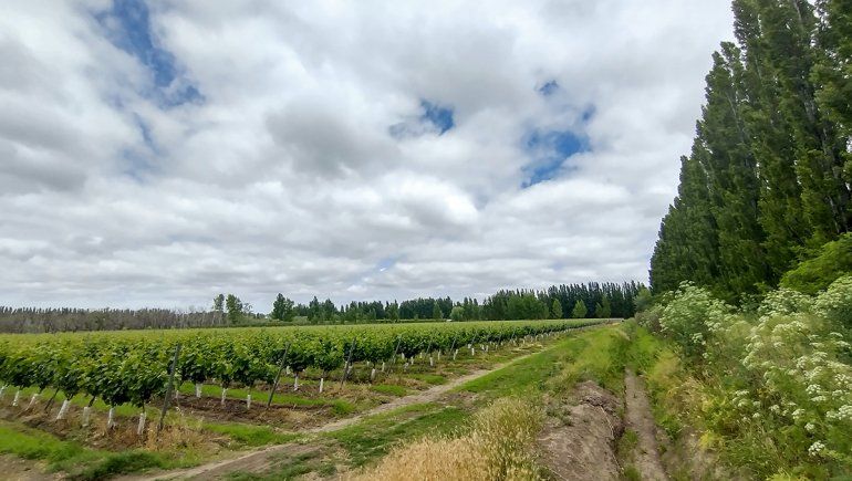 Merlot: un viejo conocido para redescubrir en Patagonia
