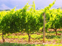 Datos oficiales: se dio un considerabe aumento de la vitivinicultura en Neuquén durante los últimos 24 años. Datos oficiales: se dio un considerabe aumento de la vitivinicultura en Neuquén durante los últimos 24 años.