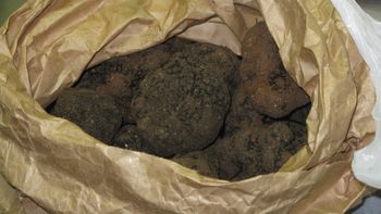 La trufa negra, el diamante negro de la gastronomía mundial, puede producirse en suelo patagónico con el manejo adecuado. | LM Neuquen La trufa negra, el diamante negro de la gastronomía mundial, puede producirse en suelo patagónico con el manejo adecuado.