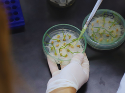 El proceso completo de desarrollo de estas plantas de trigo fue realizado en laboratorios del INTA. Foto: INTA El proceso completo de desarrollo de estas plantas de trigo fue realizado en laboratorios del INTA. Foto: INTA