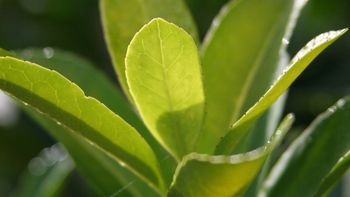 yerba mate hoja.jpeg