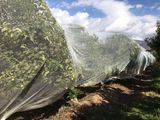 La malla para frutales, una técnica que permite lograr una mejor calidad de fruta.