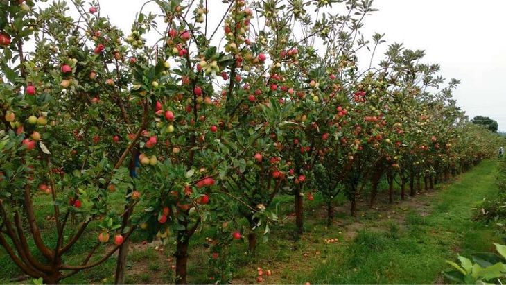 La producción se concentra en los estados del sur de Brasil. La producción se concentra en los estados del sur de Brasil.