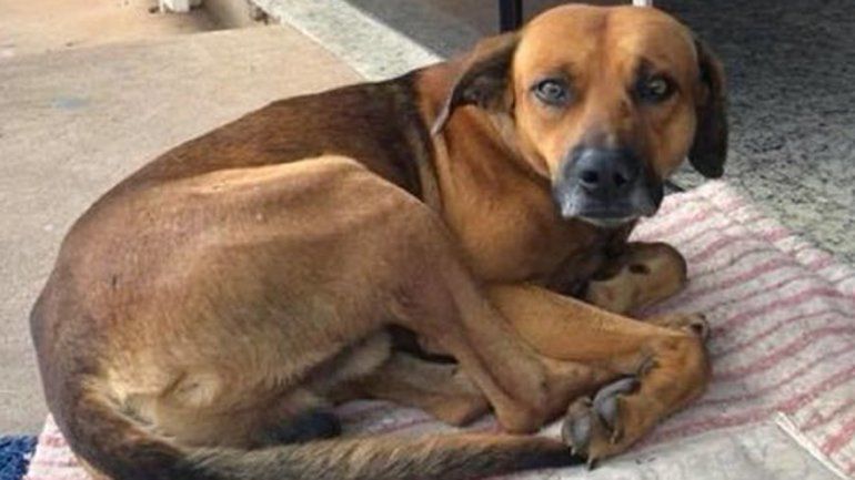 Hachikō brasileño, el perrito que espera a su dueño fallecido en la puerta del hospital