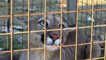 liberaron a puma que habia sido hallado por un productor liberaron a puma que habia sido hallado por un productor