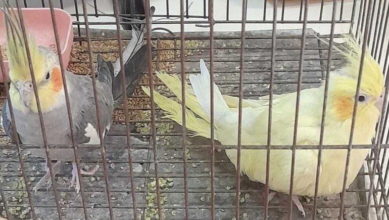 Rescataron aves de especies exóticas en medio de un operativo policial