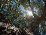 Olivar regenerativo 2025: biodiversidad recuperada como clave para suelos fértiles y rentabilidad sostenida en el Mediterráneo.