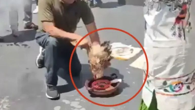 Polémico: sacrifican una gallina en el Senado de México