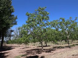 En Picún Leufú, una chacra combina producción, agregado de valor y mercados internacionales. En Picún Leufú, una chacra combina producción, agregado de valor y mercados internacionales.