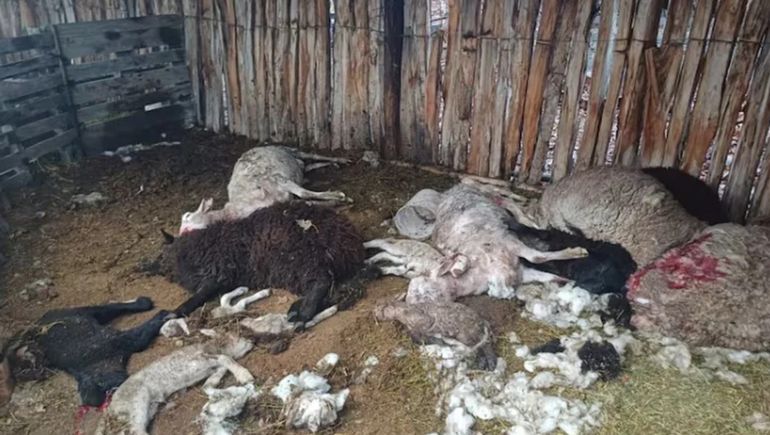 Los perros mataron 25 ovejas y 10 corderos de un pequeño productor de Sarmiento, Chubut. Los perros mataron 25 ovejas y 10 corderos de un pequeño productor de Sarmiento, Chubut.