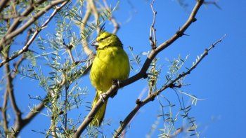 liberaron 11 cardenales en peligro de extincion liberaron 11 cardenales en peligro de extincion