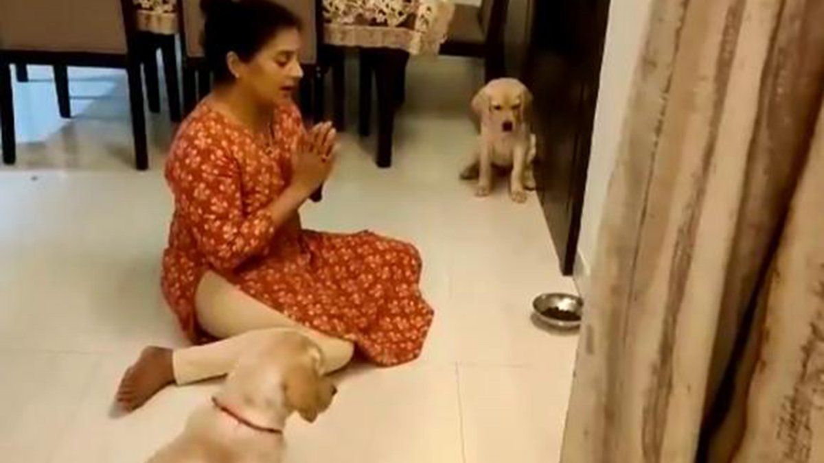 woman taught her little dogs to pray before eating