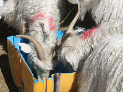 por que suplementar a los animales durante el invierno por que suplementar a los animales durante el invierno