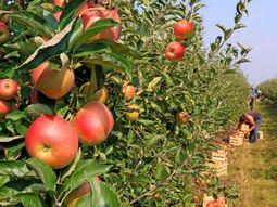 El aumento de la oferta interna explicó la caída interanual, aunque el volumen sigue por encima del promedio histórico. El aumento de la oferta interna explicó la caída interanual, aunque el volumen sigue por encima del promedio histórico.