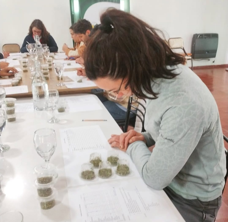 El orégano de San Carlos, en Mendoza, se distingue por su color verde amarillento y una intensidad aromática única, cualidades que le permitieron obtener la primera Indicación Geográfica del mundo para este cultivo. El orégano de San Carlos, en Mendoza, se distingue por su color verde amarillento y una intensidad aromática única, cualidades que le permitieron obtener la primera Indicación Geográfica del mundo para este cultivo.